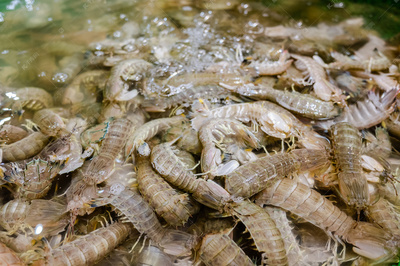 皮皮虾 鲜美海产与初级农产品的完美结合