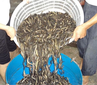 山东富民水产 专注优质水产种苗，助力养殖产业繁荣