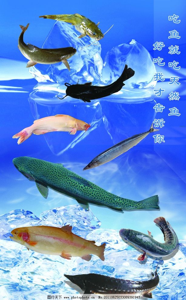 水产鱼图片 探索水产品世界的视觉盛宴