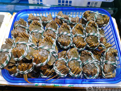 蟹黄流心，满口生香 今年“只只爆膏”的大闸蟹盛宴开启