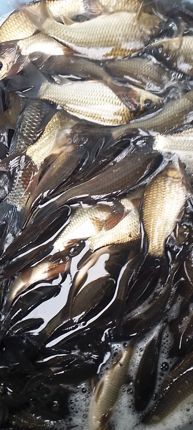 四川资阳安岳县草鱼市场行情分析与消费建议