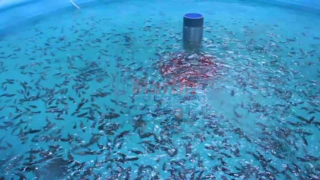 RAS循环水工厂化养殖 水产品安全的未来保障？**