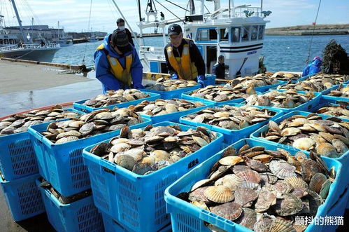 核污染水产品积压，日本政府呼吁居民每年多食五只扇贝